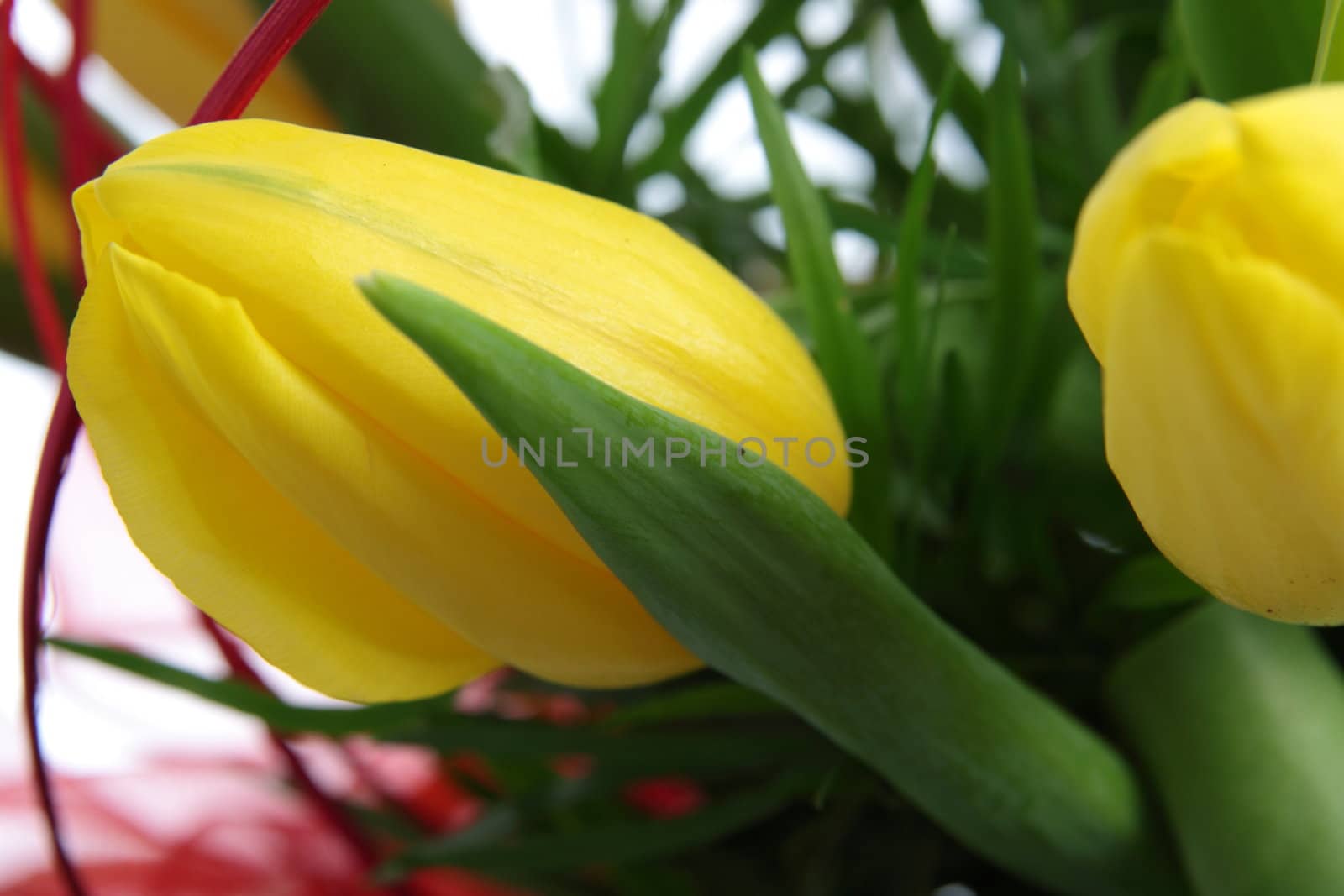 Yellow tulips bouquet by BDS