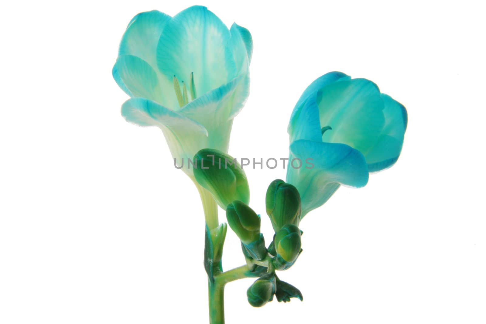 Blue freesia close up, isolated on white background