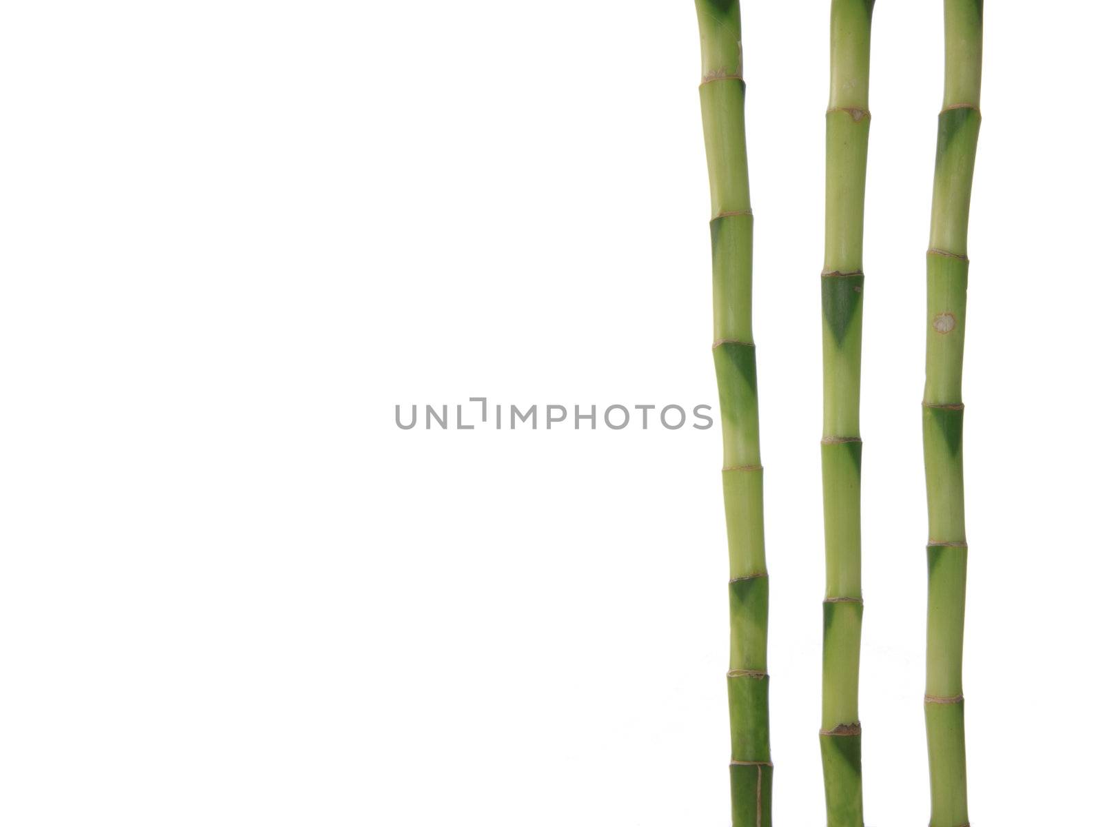 Bamboo on white by BDS