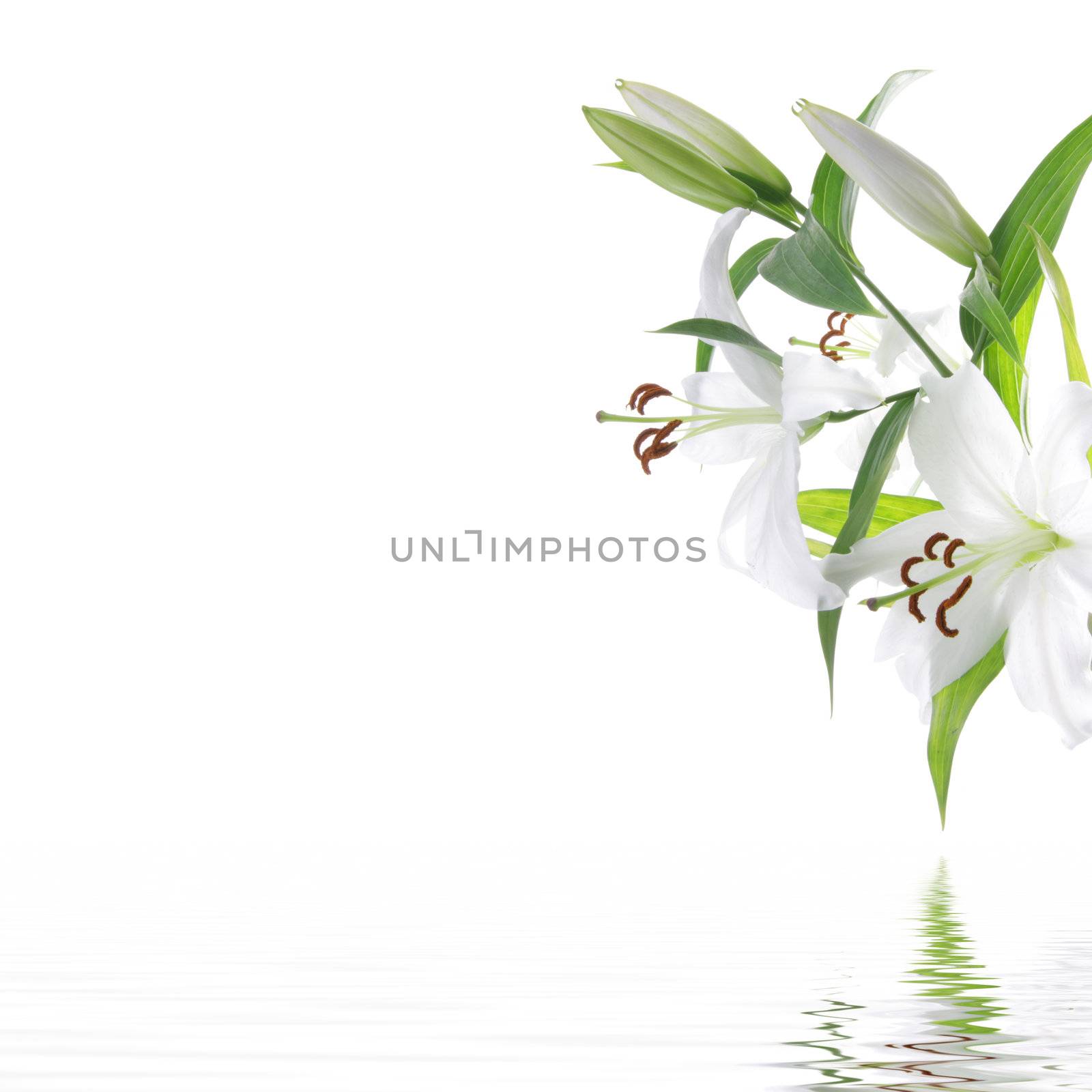 White lilia flower - SPA design background by BDS