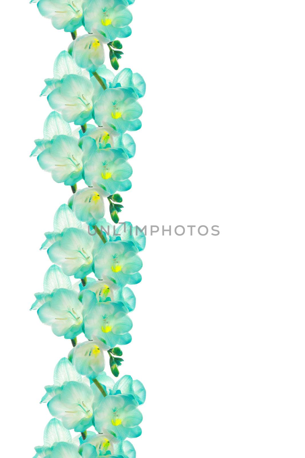 Flower (fresia) border design by BDS