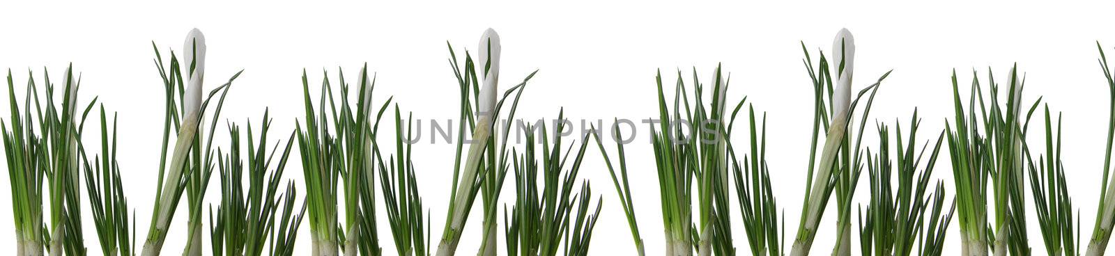 Beautiful white crocus on a white background