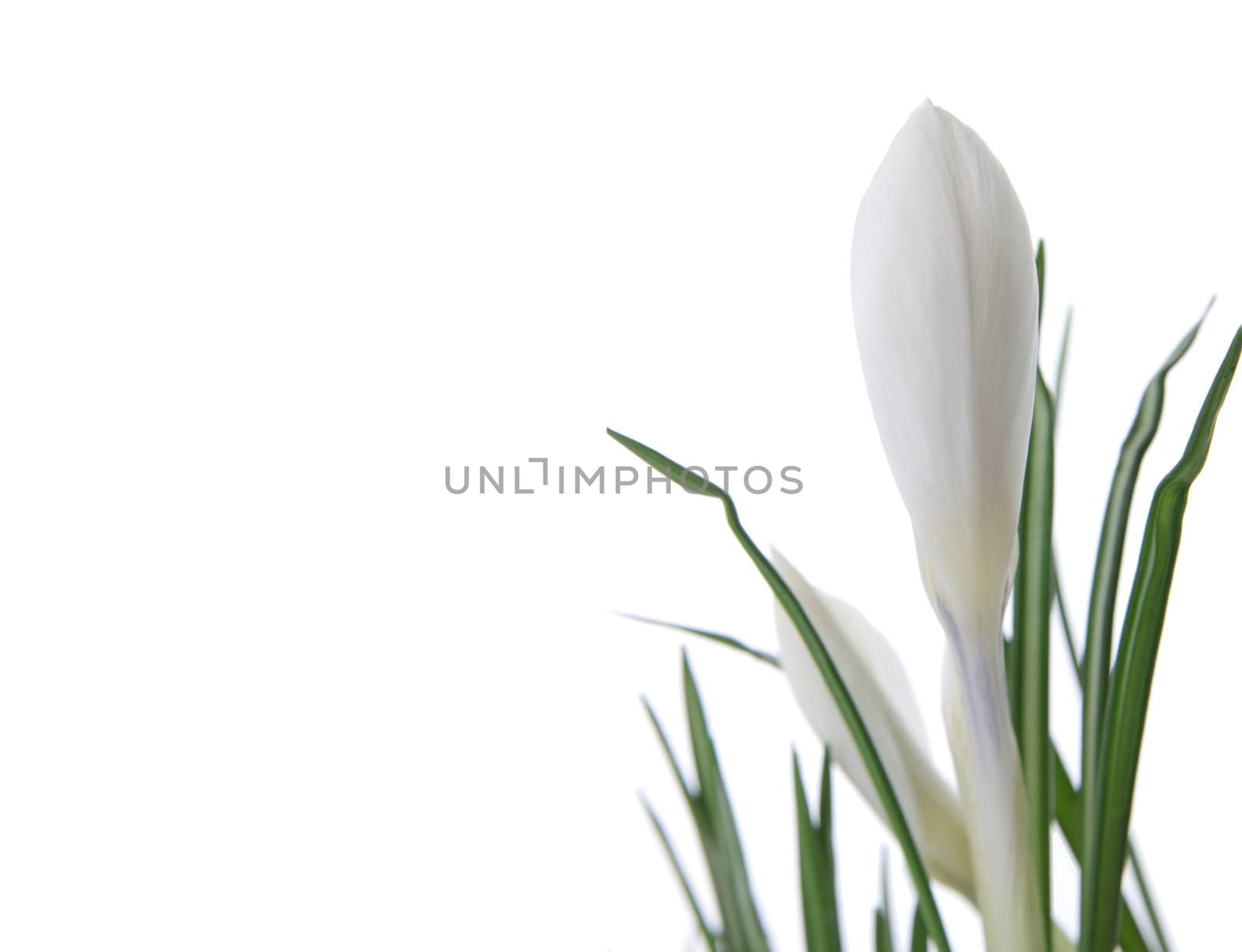 Beautiful white crocus by BDS