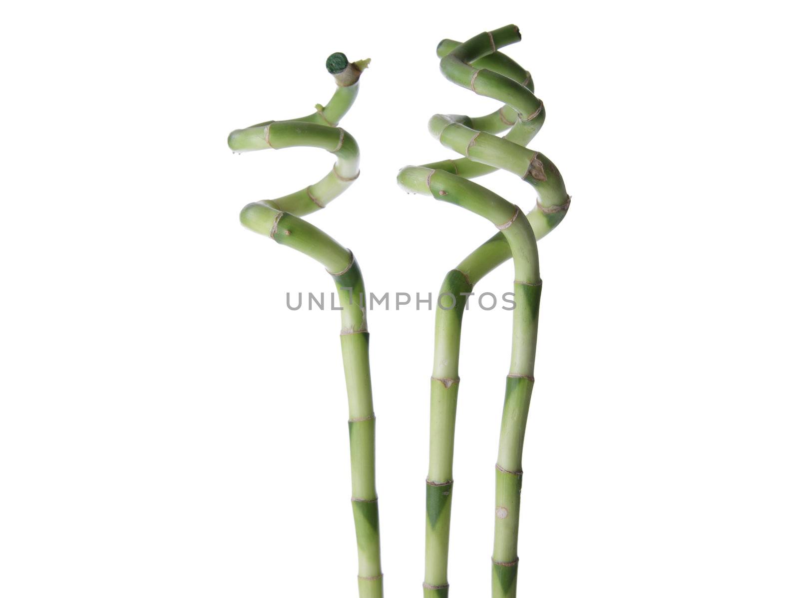 Lucky Bamboo isolated on white background