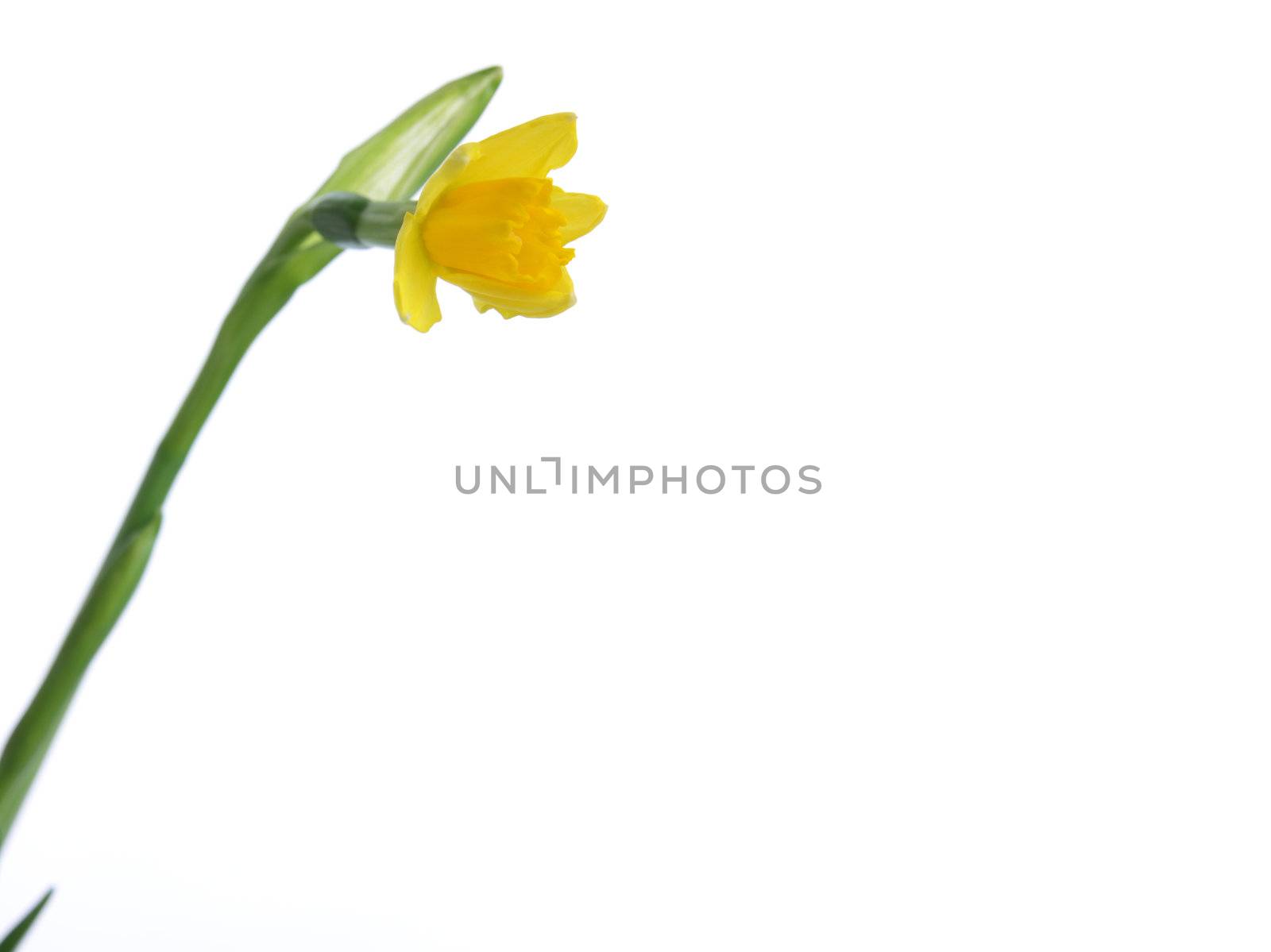 Narcissus by BDS