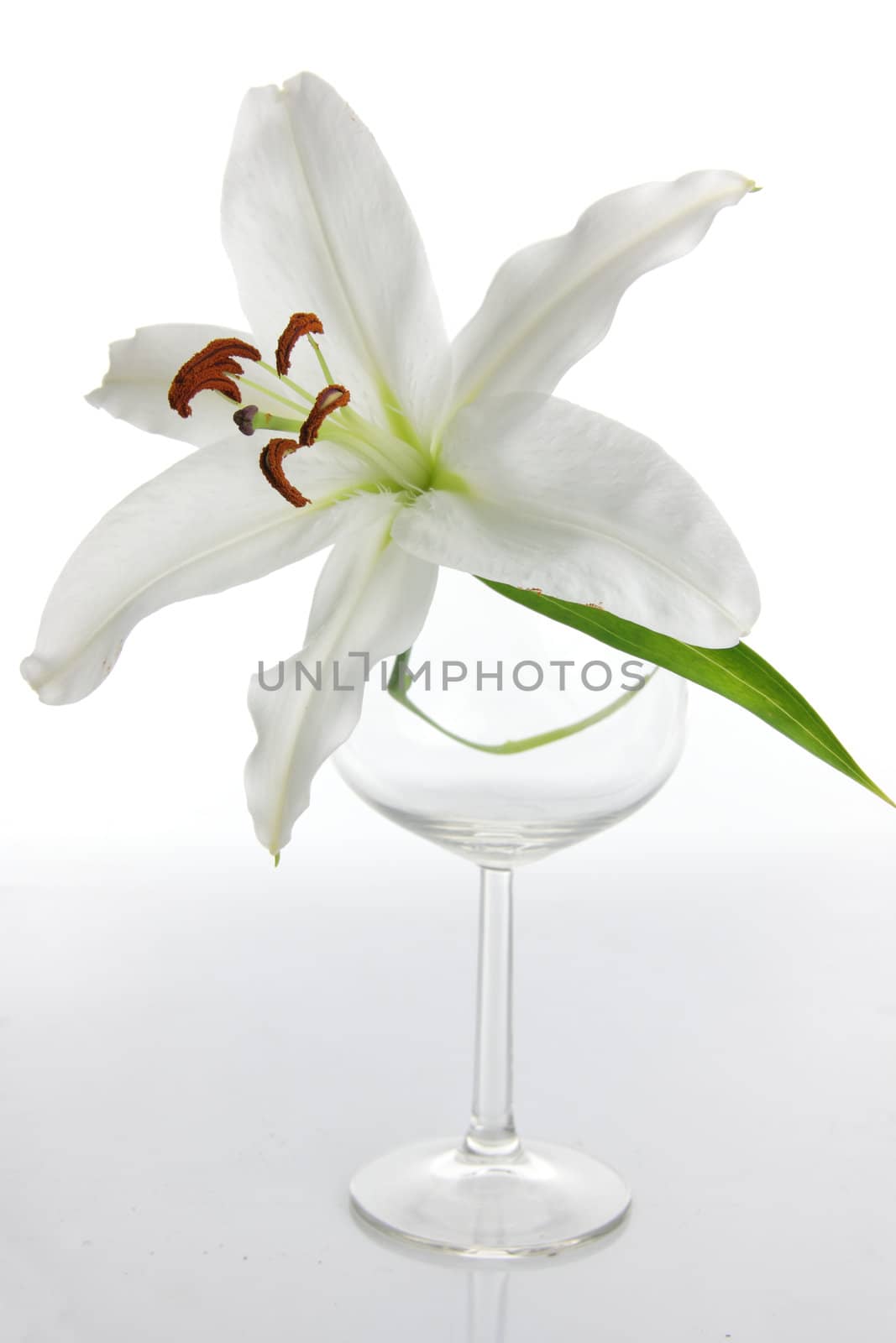 Lilium by BDS