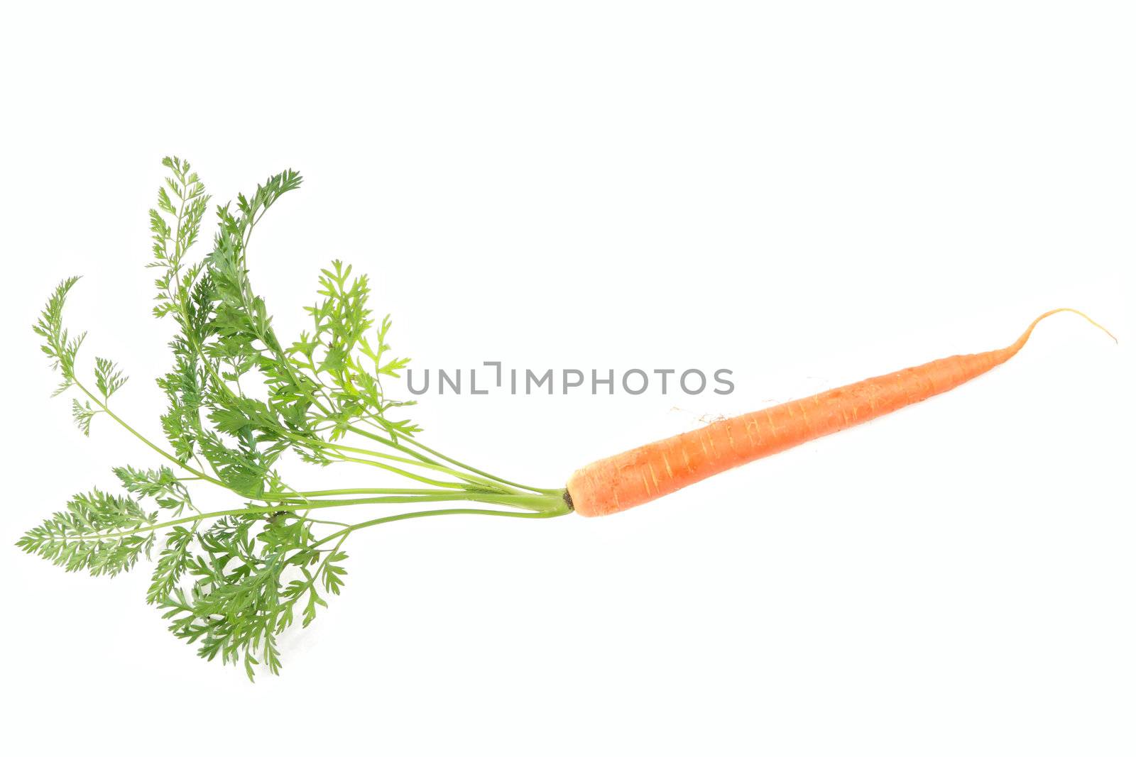 Fresch carrot isolated on white background