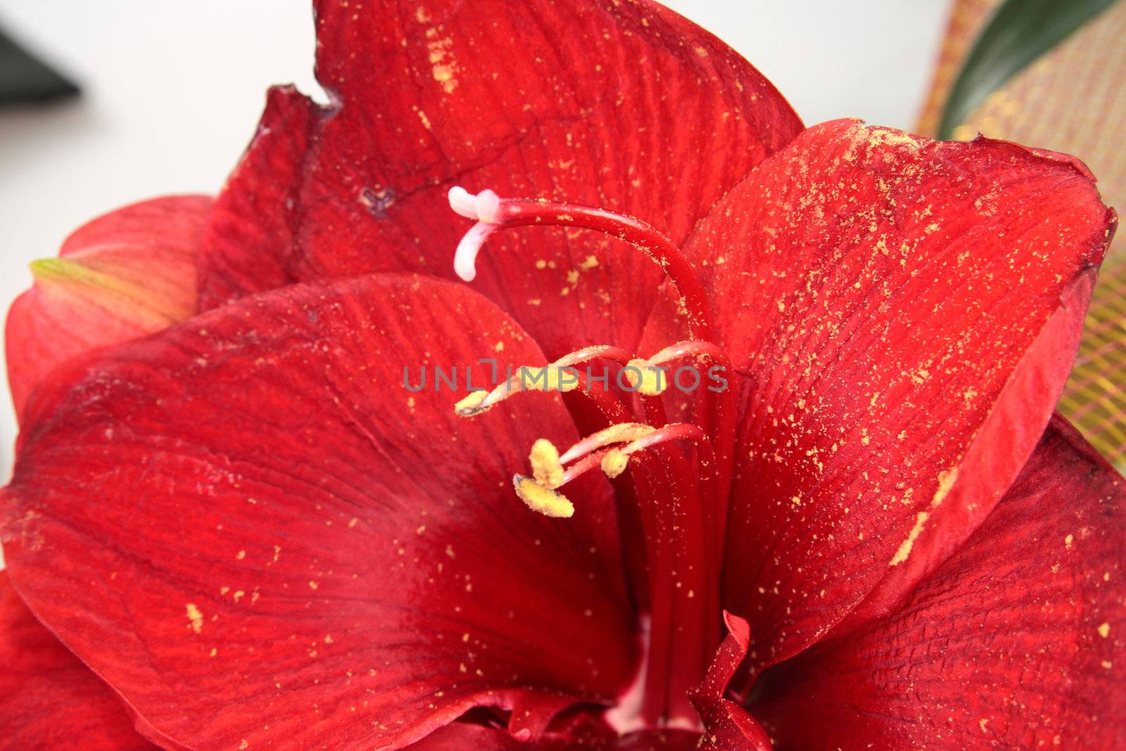 Hippeastrum intiflorum, Voluptuous , Amaryllis close up