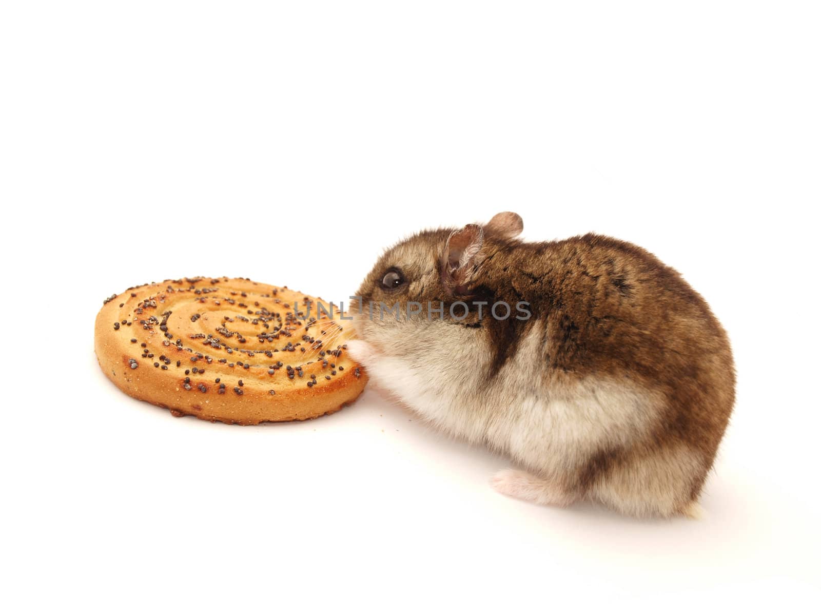 Hamster and cookies on a white background 