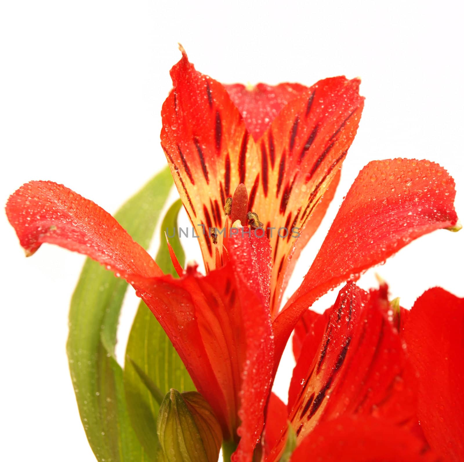 Alstroemeria on a white background 