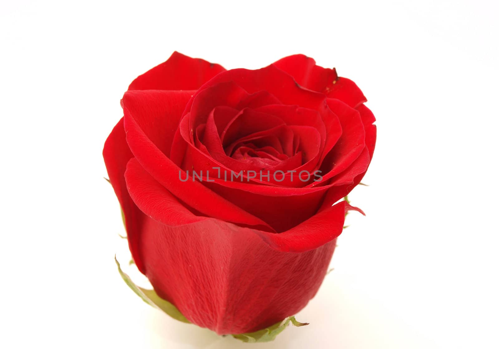Red rose on a white background 