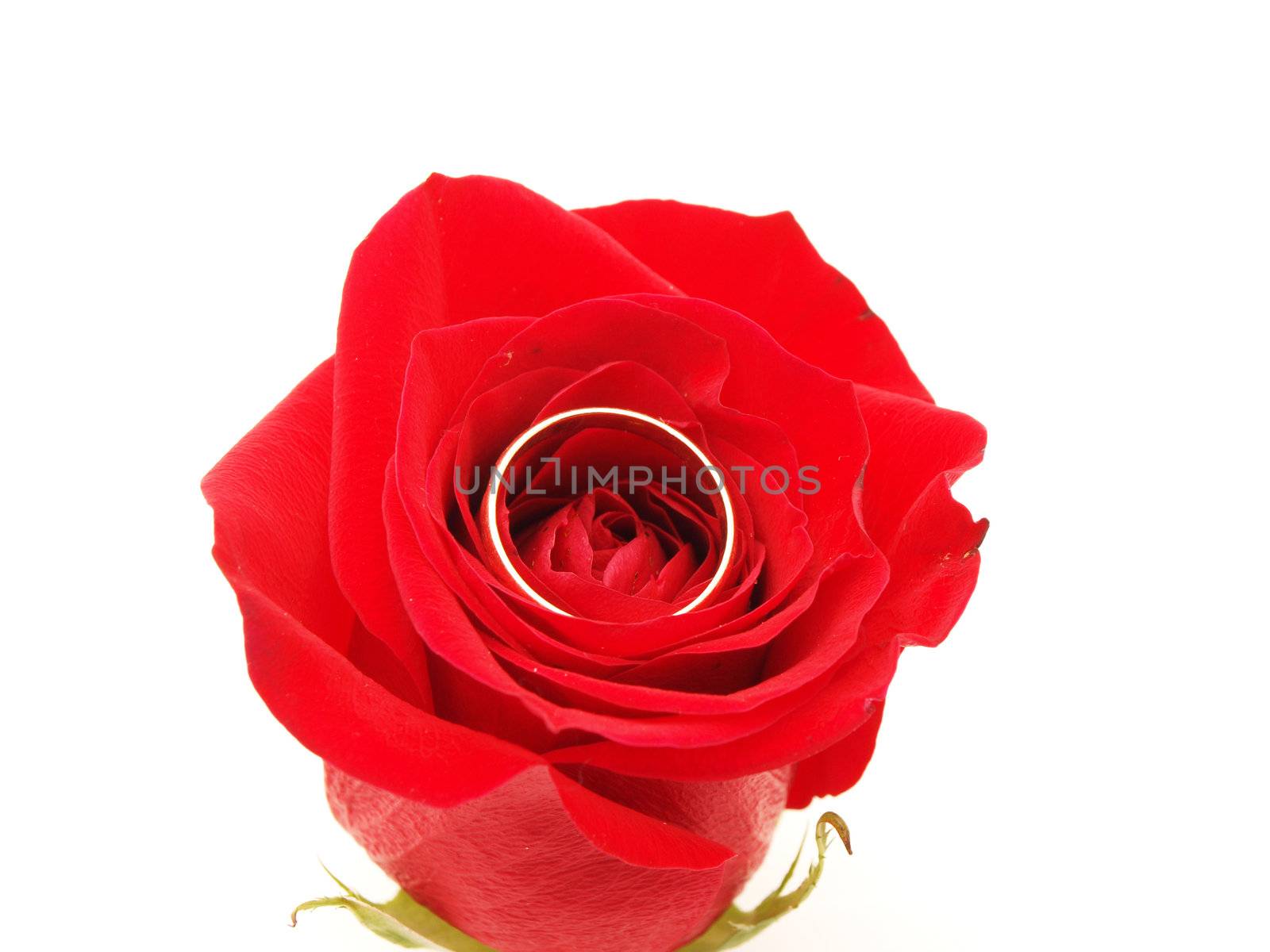 Wedding concept with roses and rings 