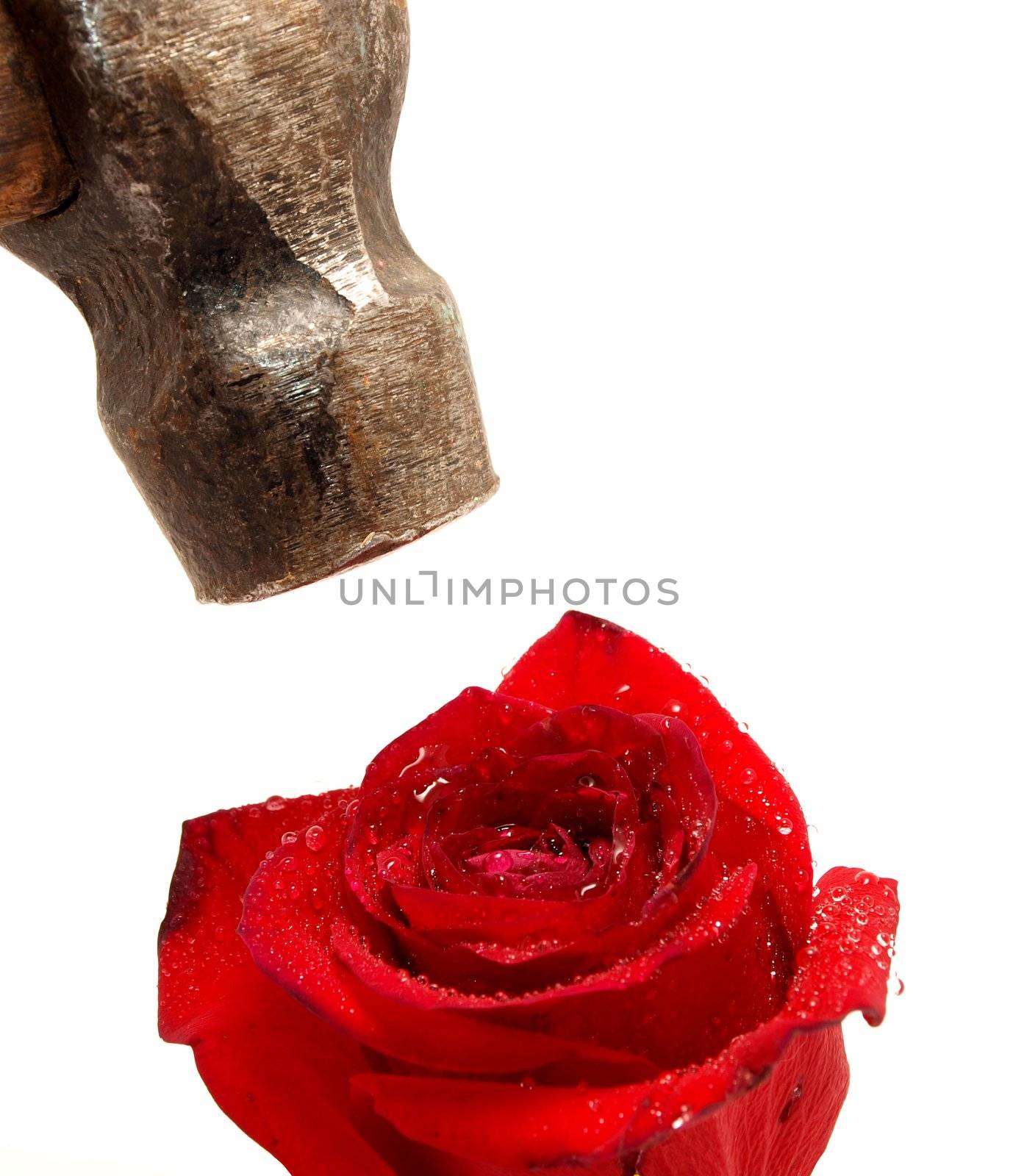 Rose and hammer on a white background           