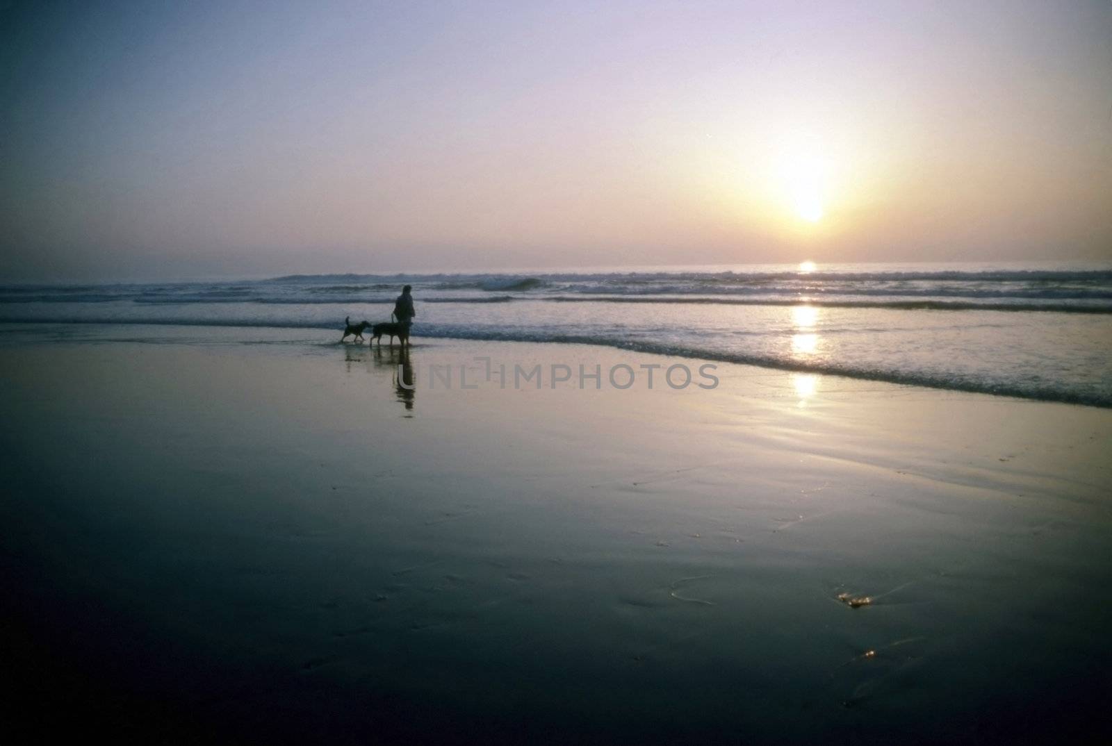 Man with dogs on beach at sunset by jol66
