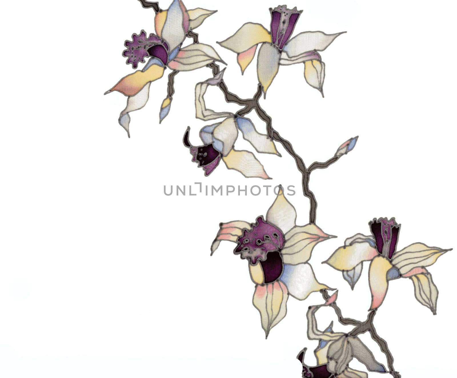 orchid branch by vergasova