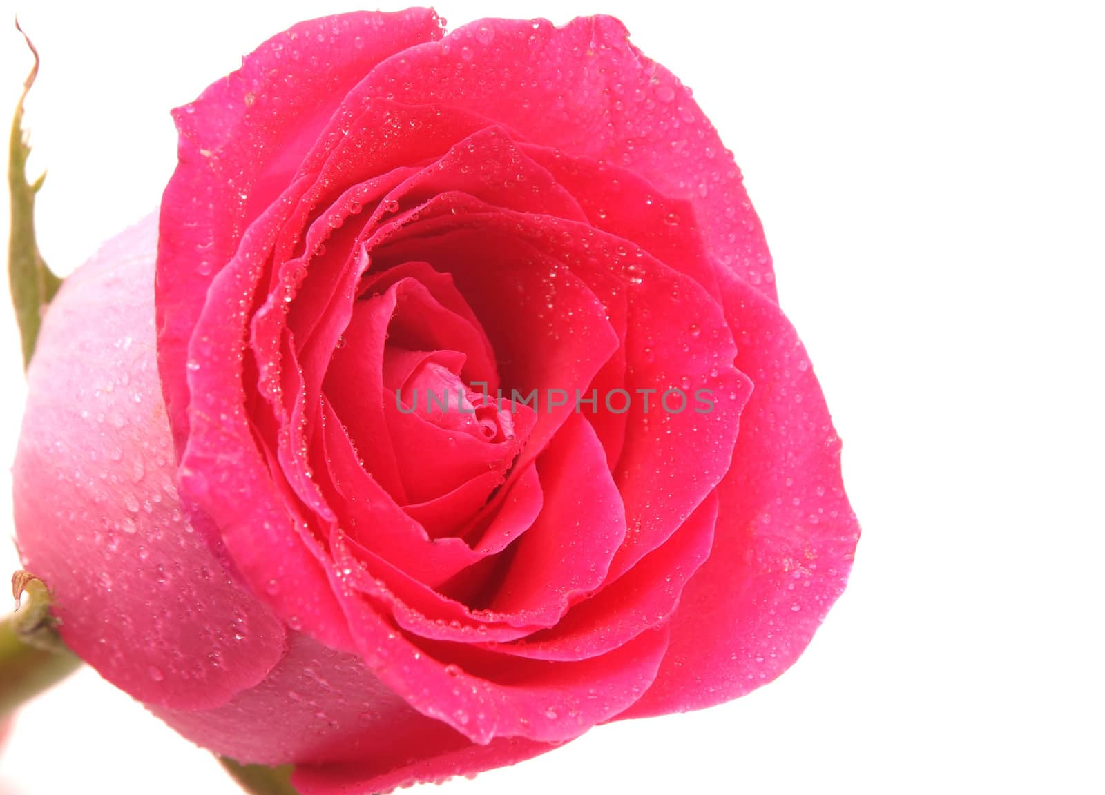 Rose on a white background 
