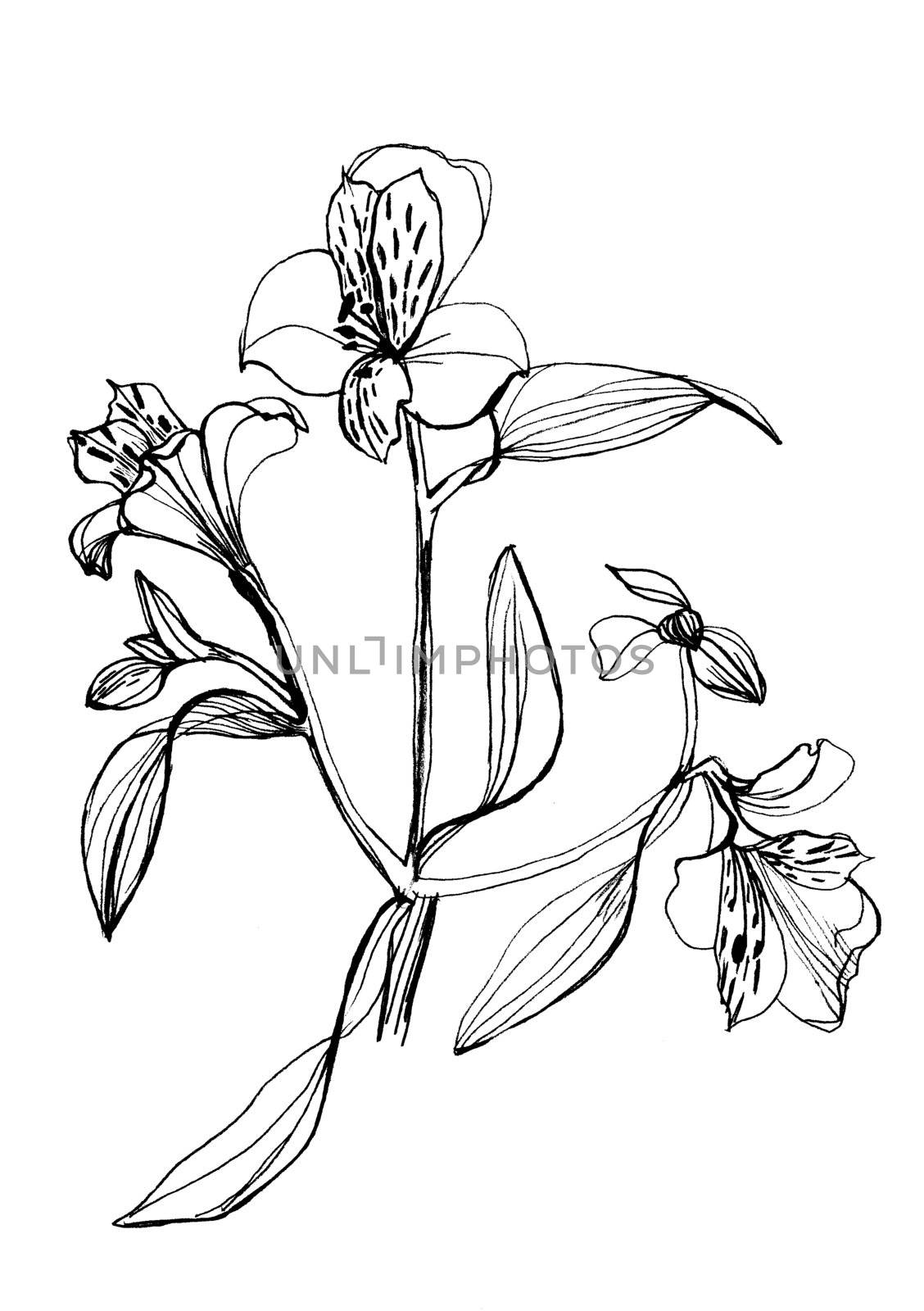 Alstrameriya flower drawing on white background