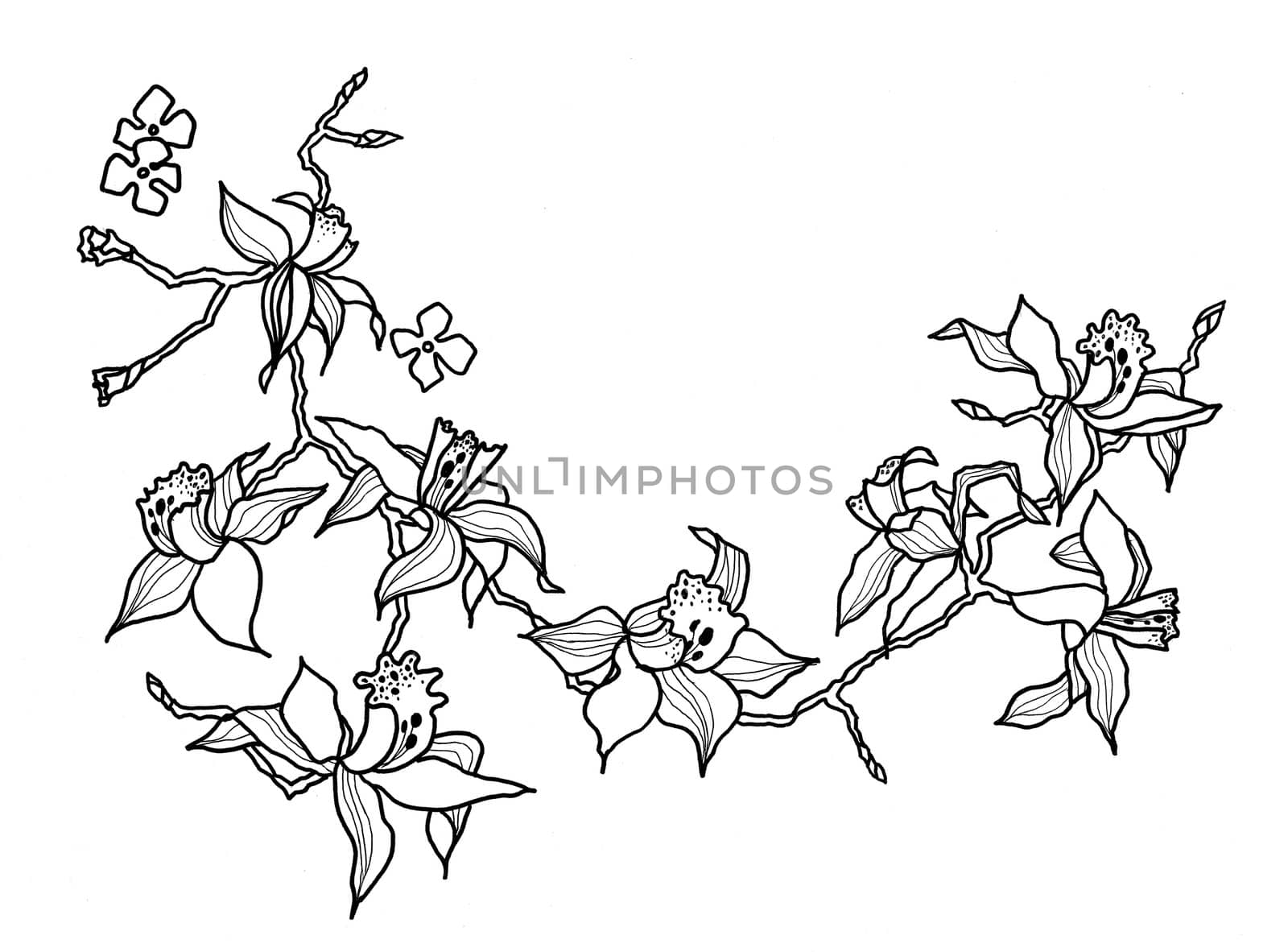 drawing orchid branch