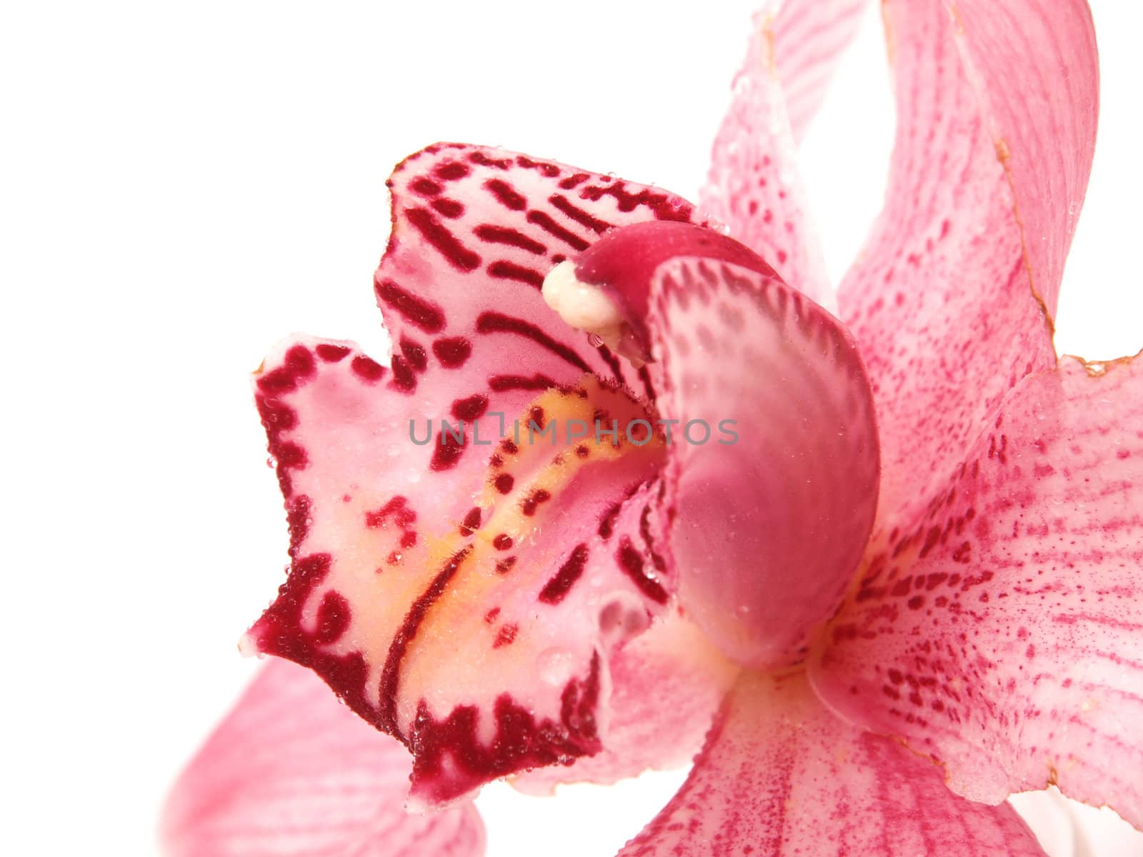 Beautiful Orchid flower by Enskanto