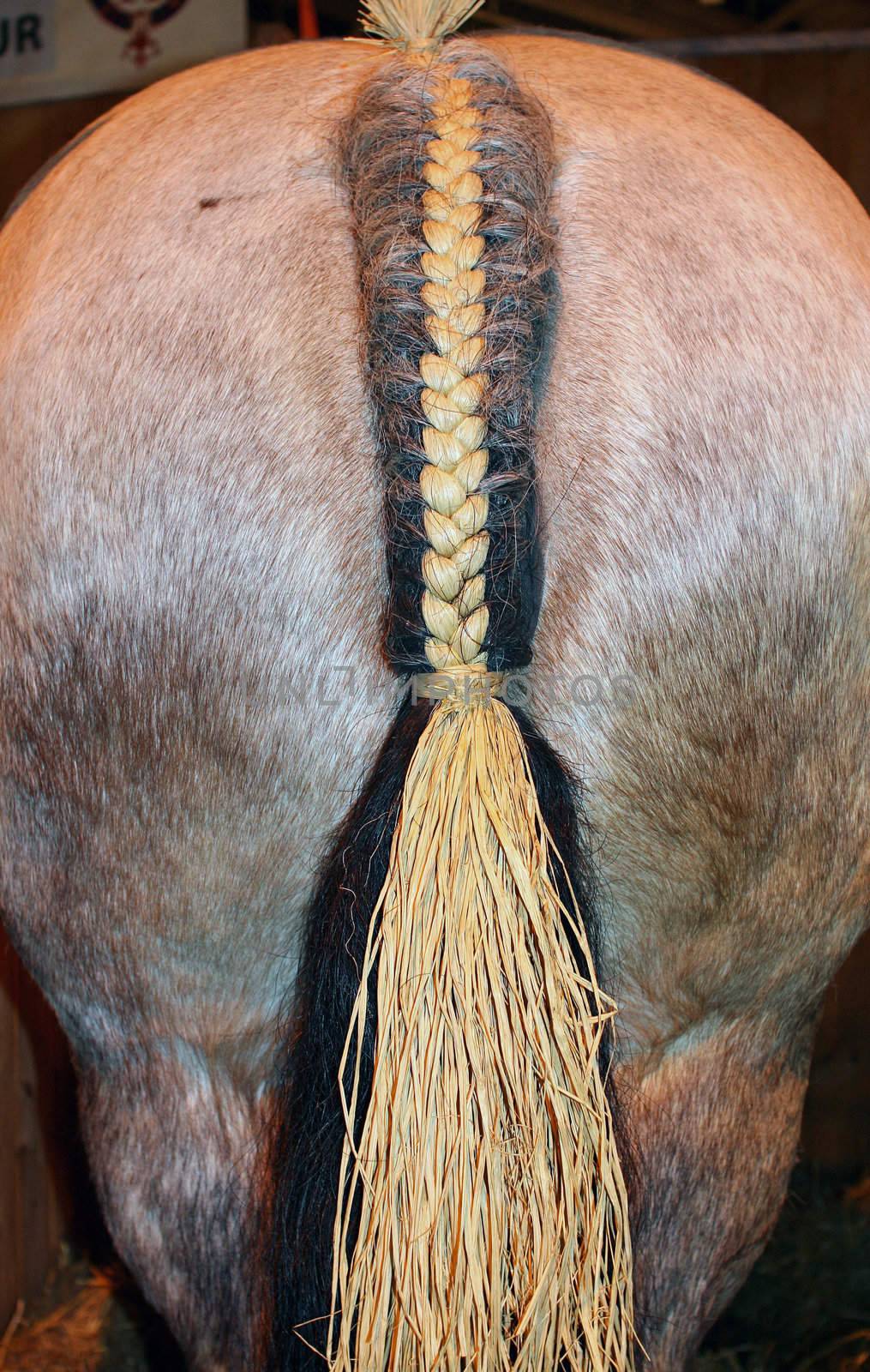 Croup of horse during an exhibition