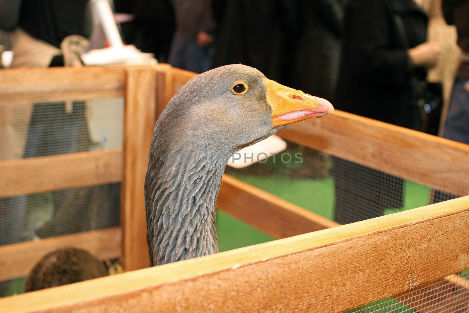 goose parked at a  farm show