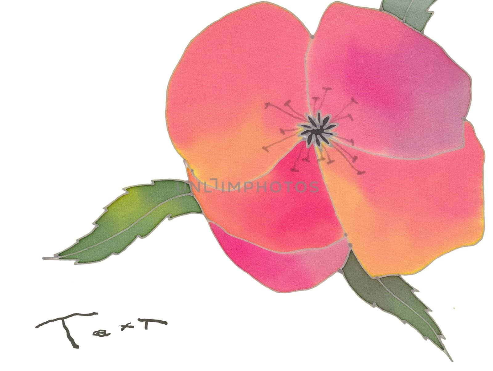 batik poppy isolated over white background card