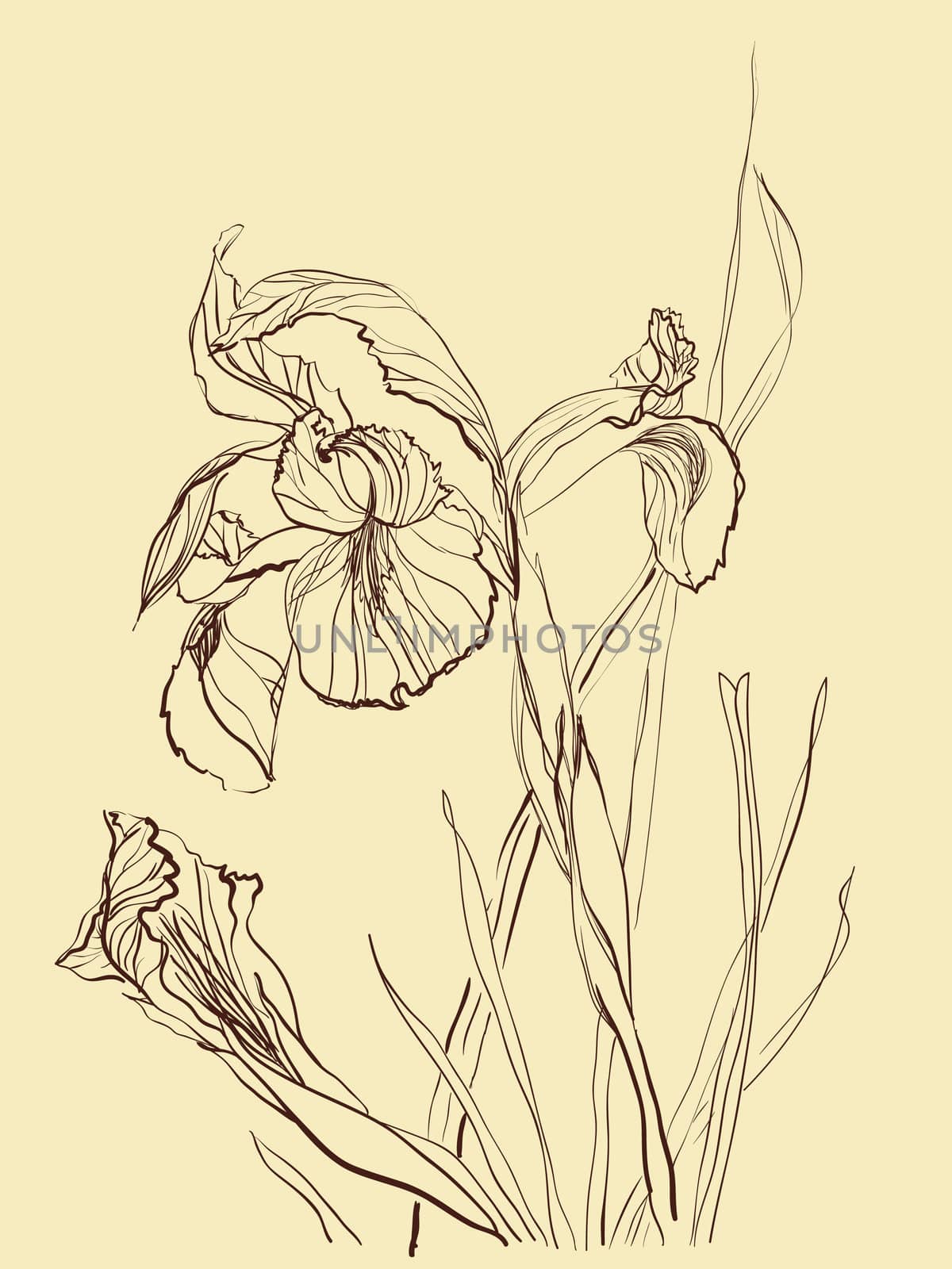 Iris flower brush drawing on beige  background