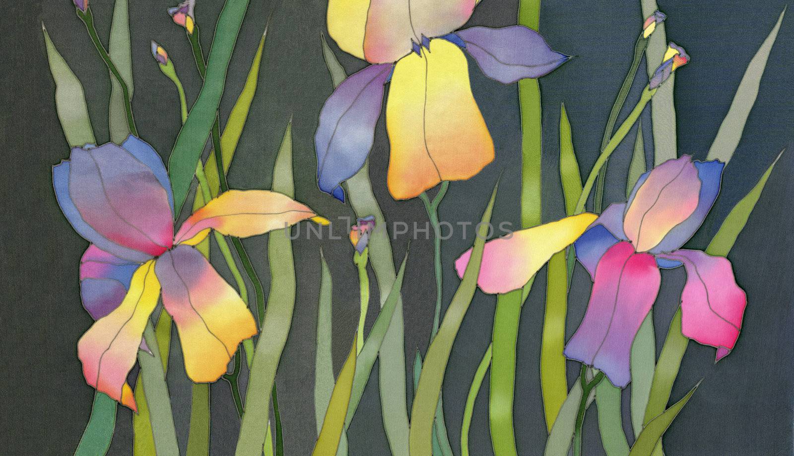 iris on black background  by vergasova