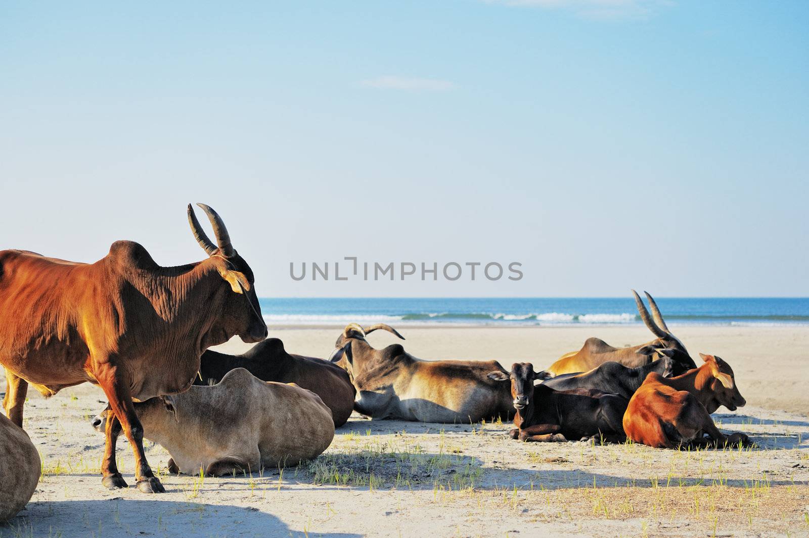 Indian sacred cows on the beach. Goa