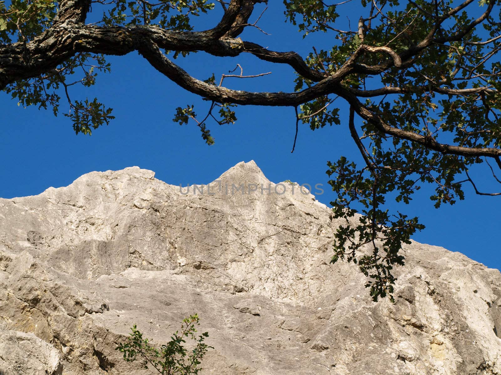 mountain landscape view with trees and rocks 