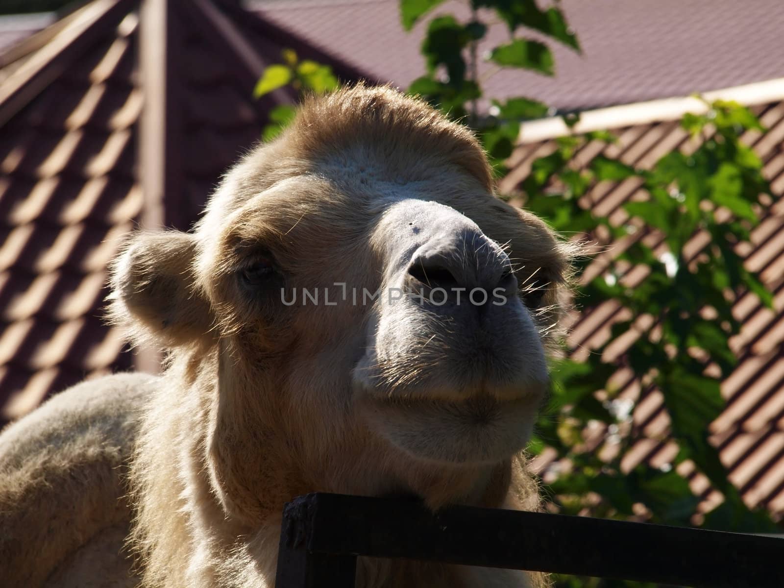 Camel