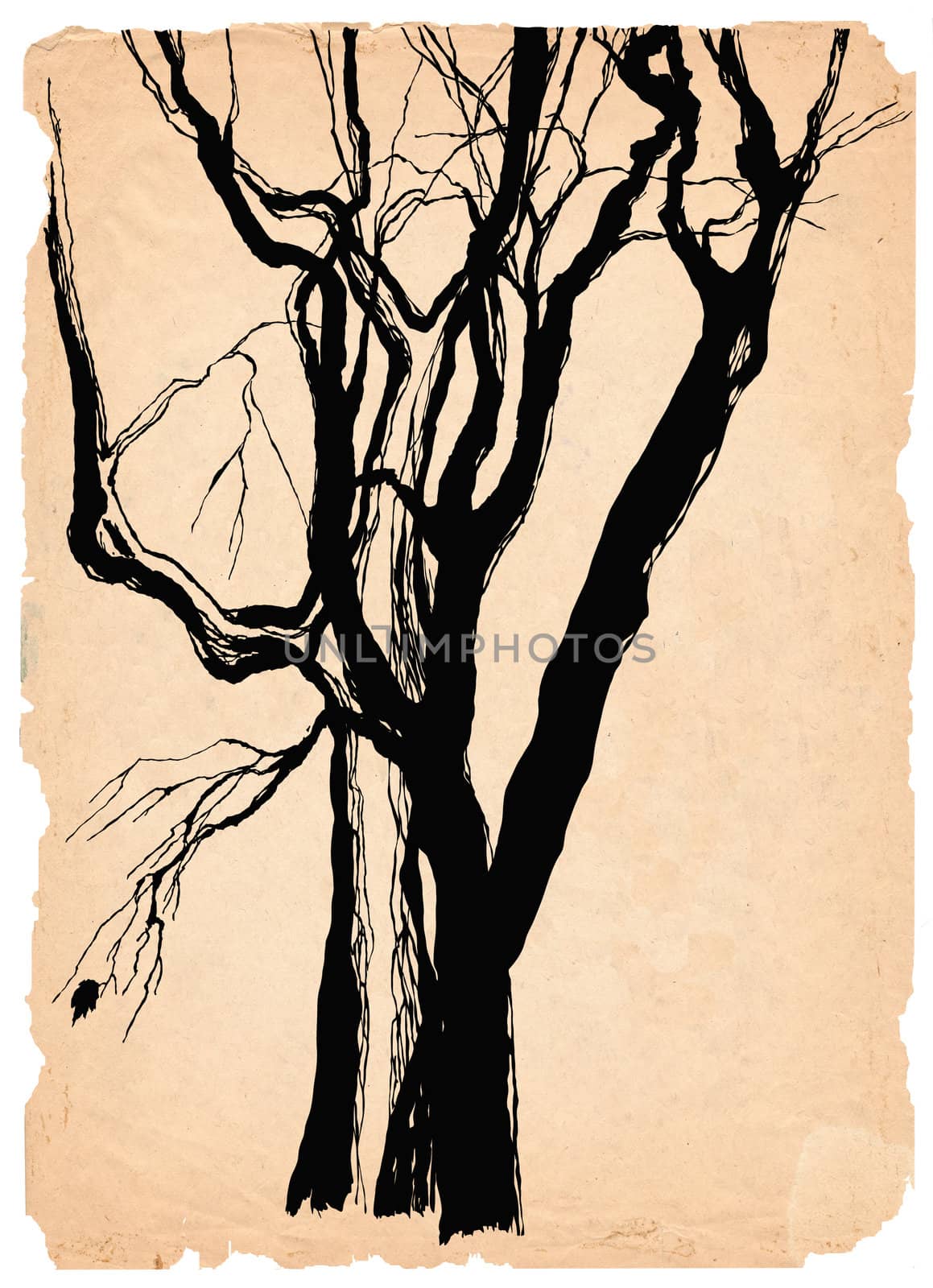 old trees shabby  paper  pen drawing