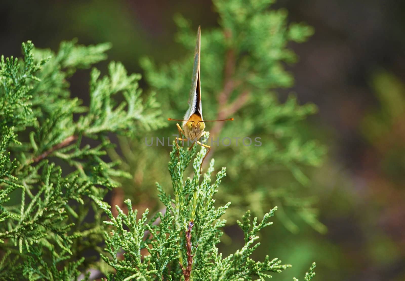 Butterfly on the green tree