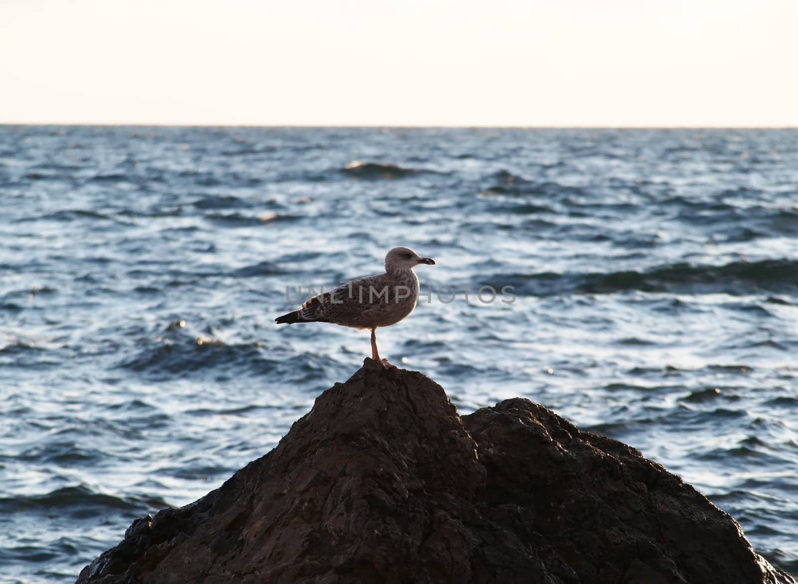 Sea bird on the rock