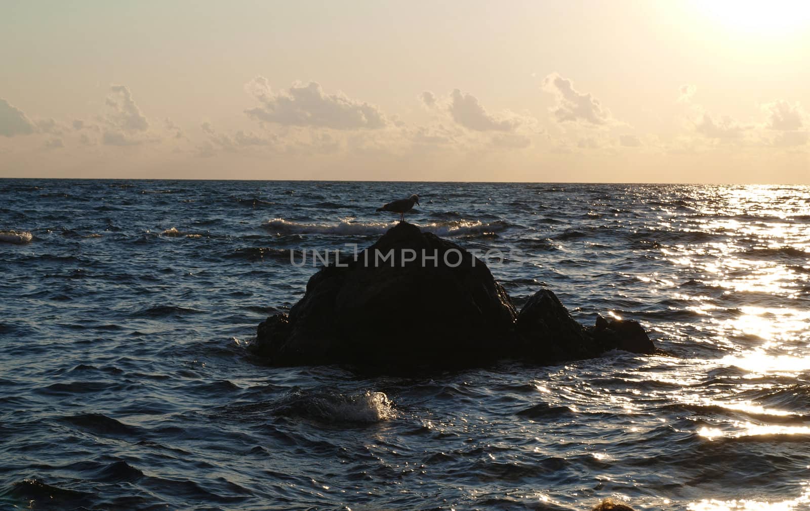 Sea bird on the rock