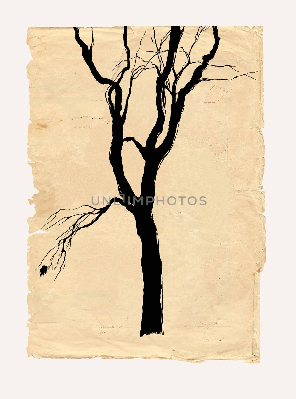tree shabby  paper  pencil drawing by vergasova