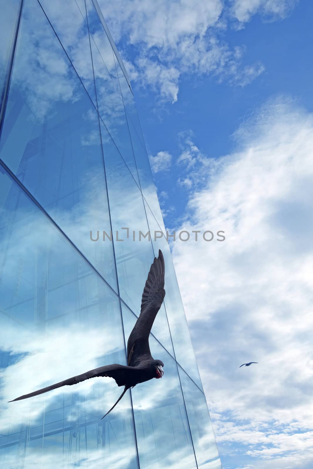 Freegate bird flying in front of a glass building