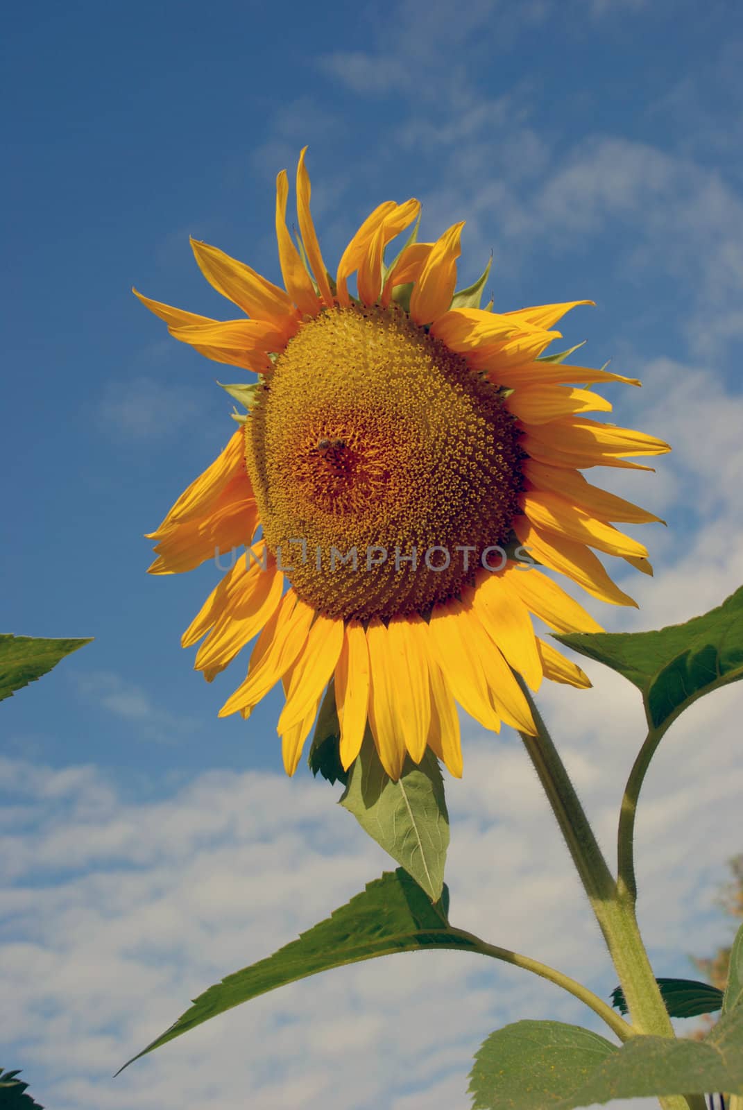 Ripe sunflower by sauletas