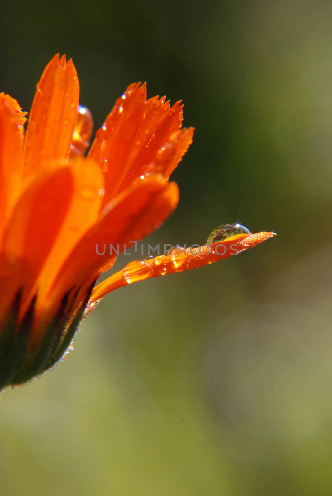 Dewdrops on marigold by sauletas