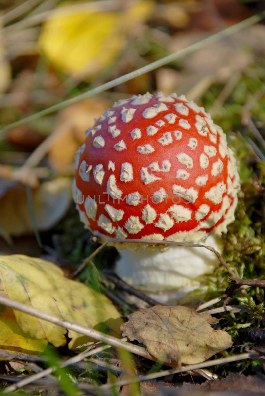 Little red fly agaric surrounded by leaves and moss