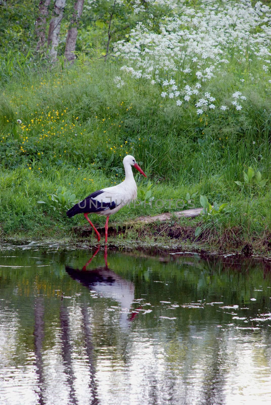 White stork by sauletas