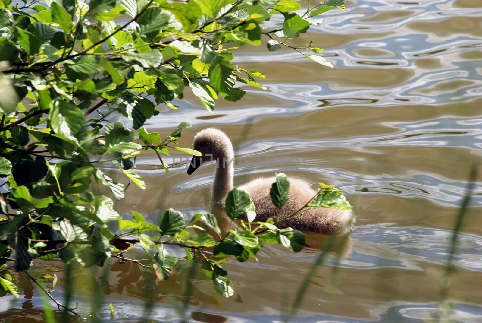 Little swan chick floating in riply summer lake