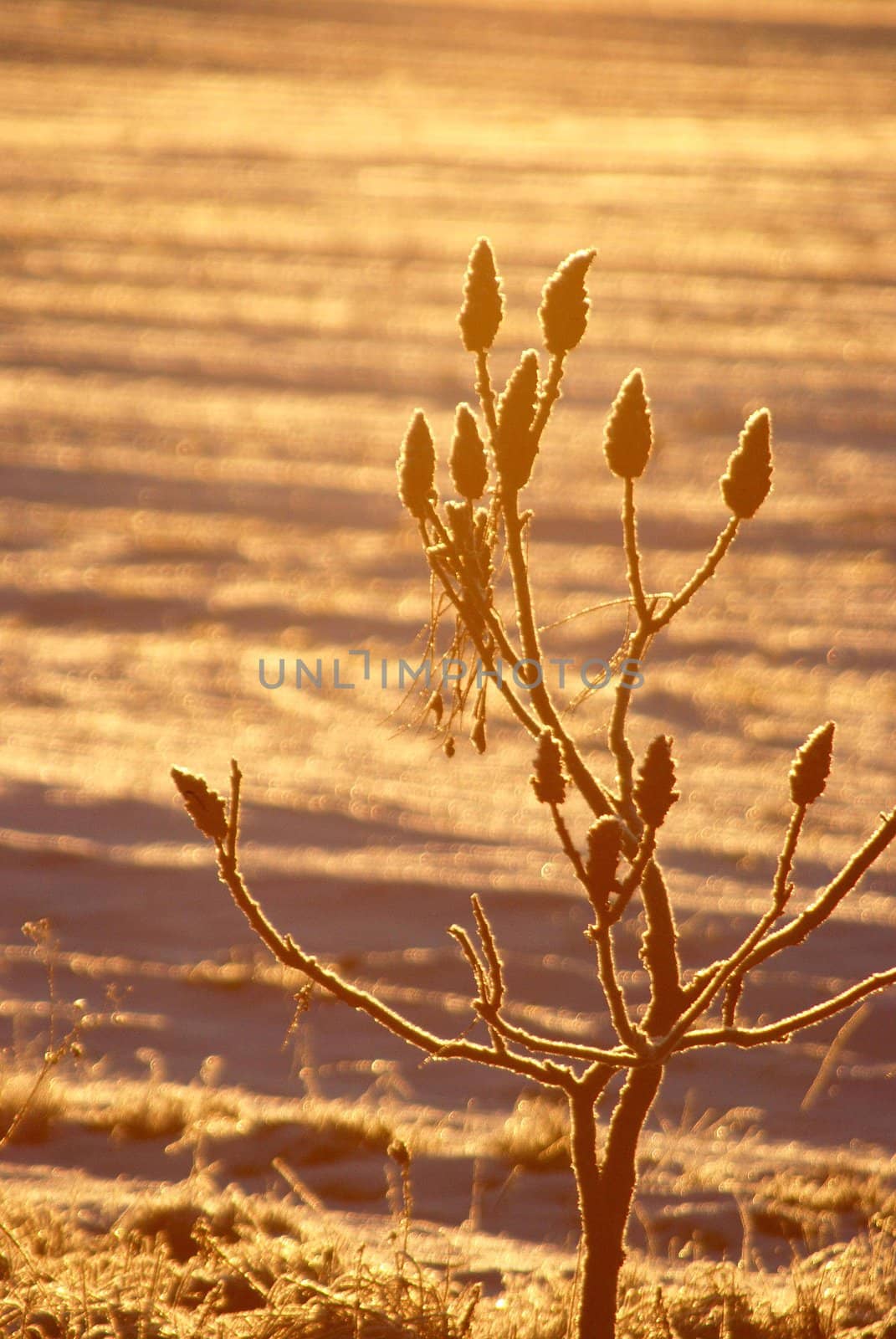 Little bush covered by rime in early sunny morning
