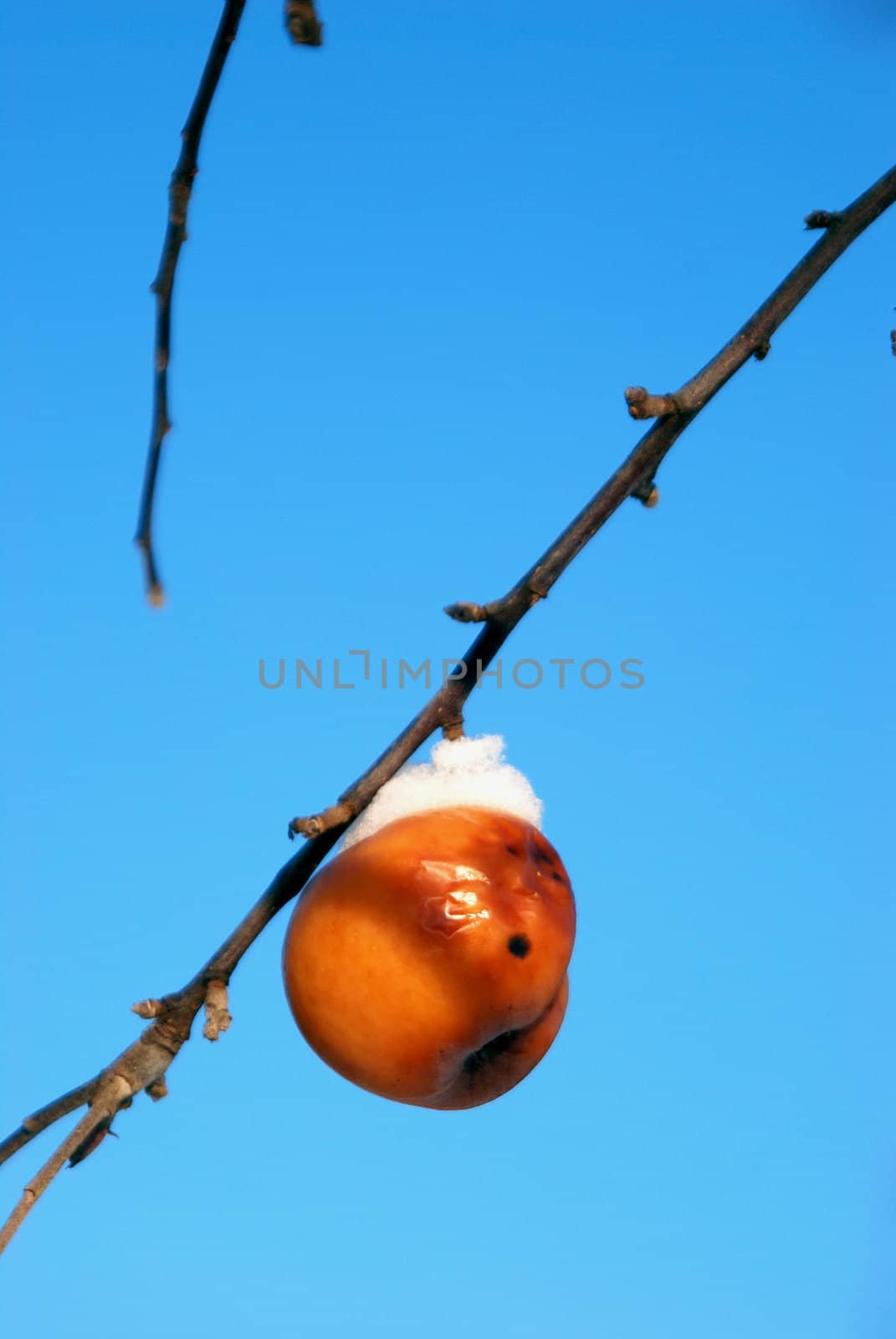 Apple tree in winter by sauletas