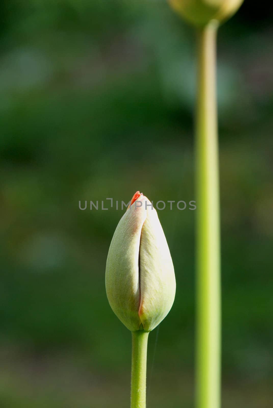 Unexpanded red tulip bloom in early spring.