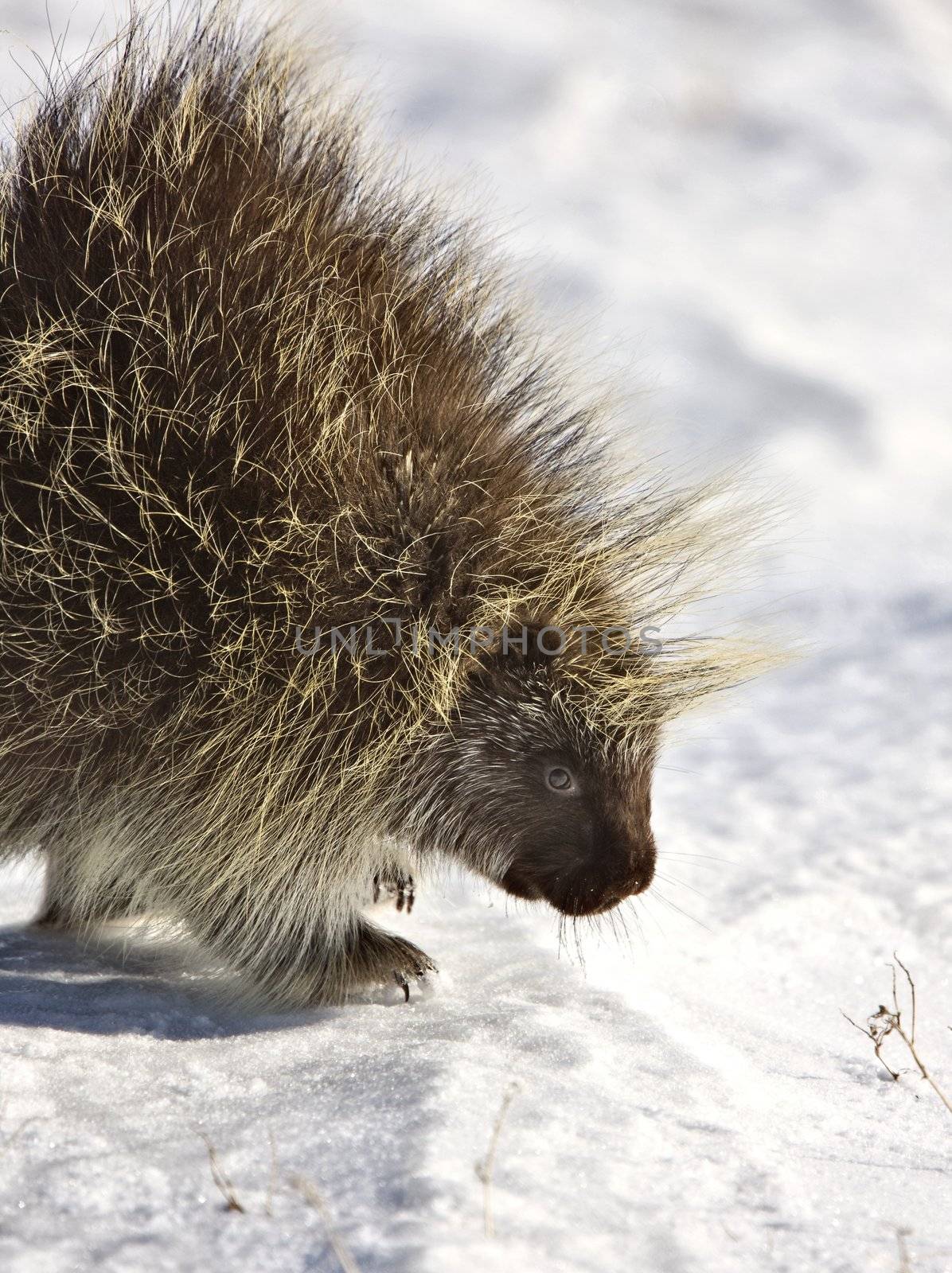 Porcupine in winter by pictureguy