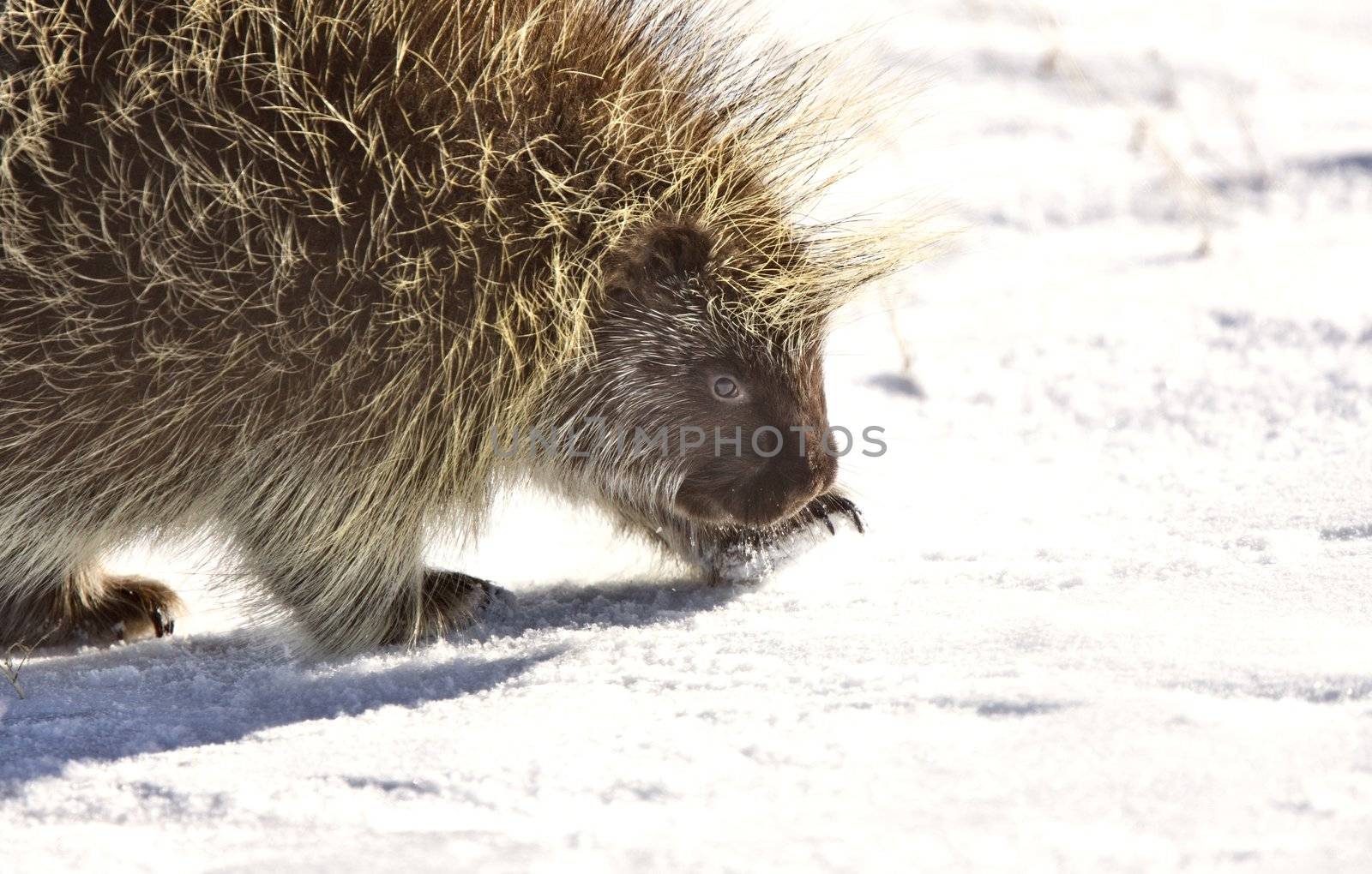 Porcupine in winter Saskatchewan Canada Cold Freezing beauty quills