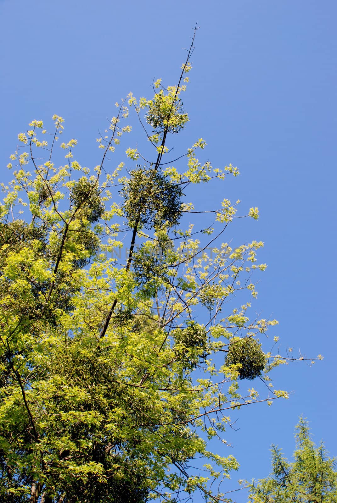 Tree possessed by parasite plant in early spring.