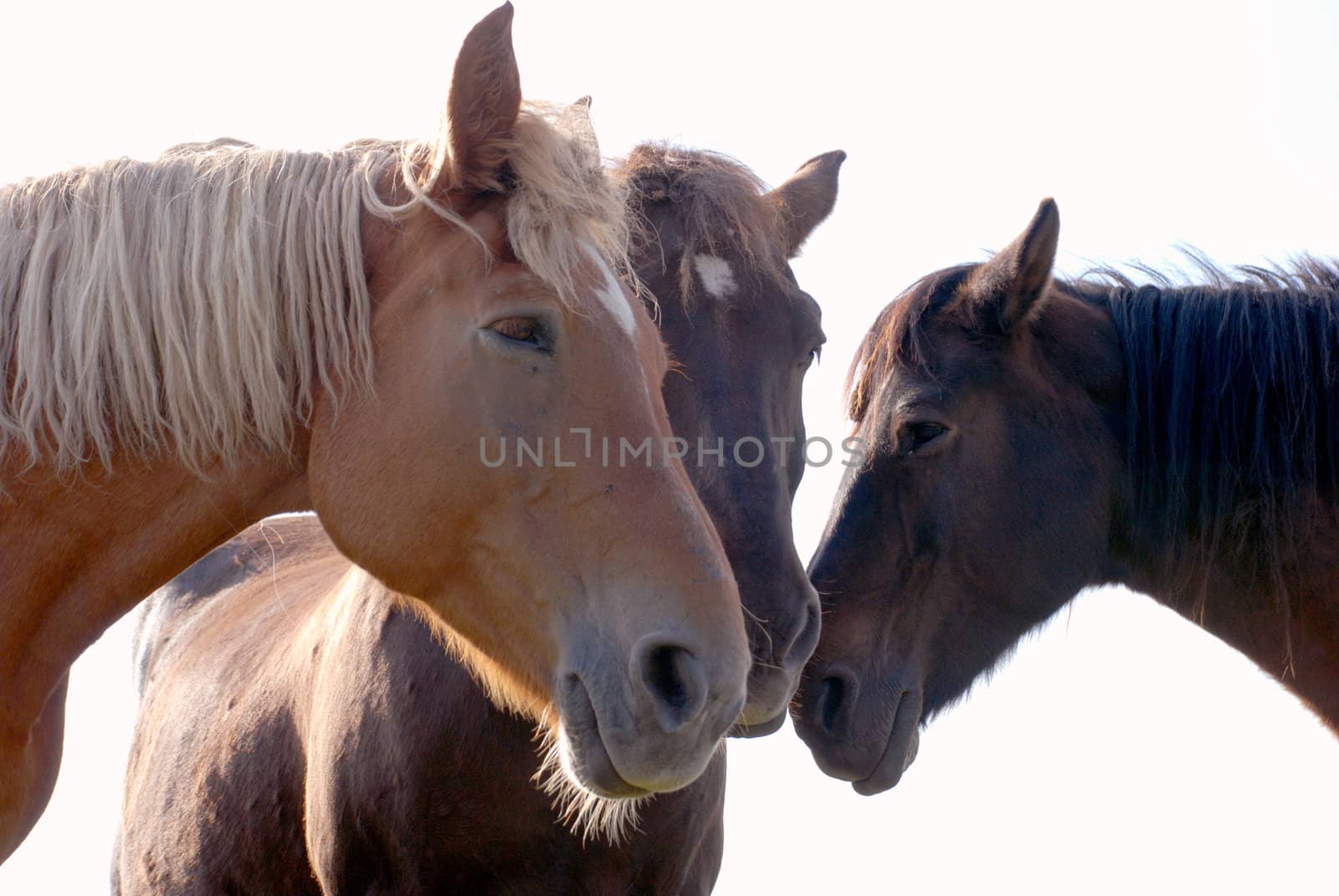 Three familiar horses standing together. White background.