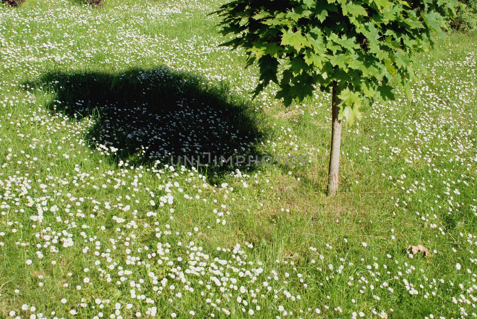 Lonely little maple in green meadow with little daisies